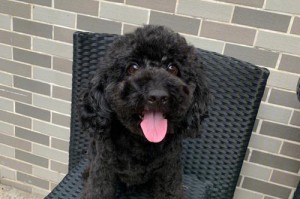 探秘黑色泰迪的价格和魅力（黑色泰迪犬价格一览，你是否爱上它的神秘魅力？）