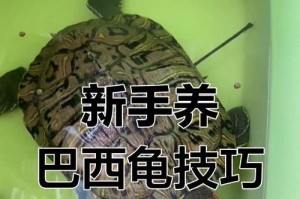 如何正确饲养巴西龟（有效解决巴西龟不进食的方法，让你的宠物健康成长）