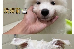怀孕狗的洗澡频率探讨（了解合适的洗澡频率，关爱你的怀孕母狗）