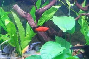 以水不好能养什么鱼？（寻找适合低水质环境的鱼类品种）