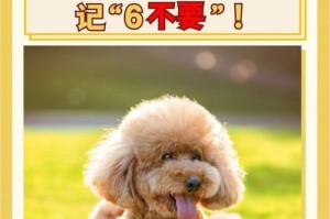 泰迪怀孕55天的注意事项（泰迪妊娠期的健康保障与护理指南）