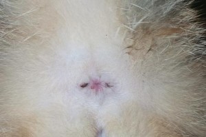 小猫的肛门健康问题（探寻小猫肛门异常的原因及处理方法）