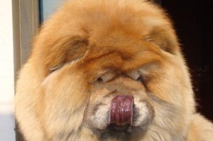 探秘松狮犬的五种常见毛色（松狮犬的颜色特征及其遗传规律）