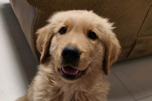 金毛犬换胎毛周期及注意事项（了解金毛犬的胎毛蜕落时间和保养方法，让你的爱宠更健康）