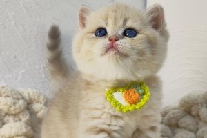 英短猫最常见的7种颜色及其最新价（揭秘英短猫七大常见颜色，为你的爱猫选购指南）