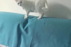 猫咪上完厕所的叫声是怎样的？（揭秘猫咪上厕所时的叫声与含义）