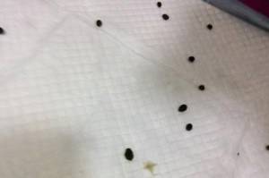 兔子拉稀的最有效治疗方法（停食喂水几招处理，让兔子恢复健康）