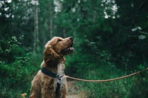 犬猫的急性肝衰竭（了解犬猫急性肝衰竭的原因，保护你的宠物）