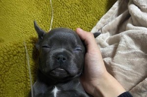了解狗狗患细小的症状与预防措施（细小病毒）