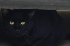 养黑猫的特殊魅力（探寻黑猫的神秘之处）