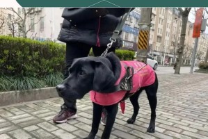 猫狗智商之争（解密猫狗智商，探讨它们的智力差异）