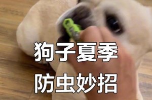 如何检查和根治狗身上的跳蚤（预防跳蚤感染，让你的宠物安心舒适）