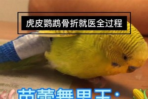 宠物看病必备医用具（了解常用医用具，为宠物提供全方位的医疗保障）