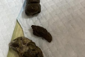 小狗吃完食物后多久会拉屎？（揭秘小狗拉屎的时间规律，）