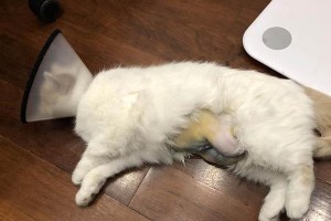 宠物全身恢复时间长短的关键因素剖析（了解宠物全身的恢复情况及关键因素）