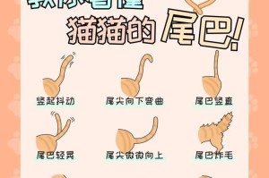 解读猫的尾巴不同姿态的含义（揭示猫的尾巴语言的奥秘）