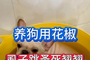狗为什么会生虱子？（探究狗身上虱子的来源与预防方法）