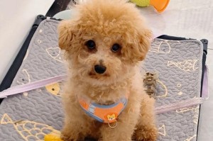 泰迪犬配种确认的时间及关键因素（探究泰迪犬配种的时间确定因素和配种过程中的重要考虑点）