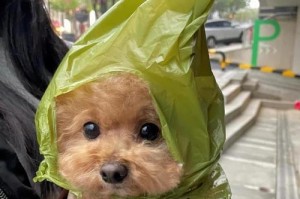 狗狗的户外游玩时间（以狗多久可以出去玩为主题的深入探讨）