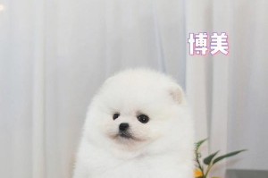 博美鼻子为什么不黑？（探究博美独特鼻子颜色的原因及特点）