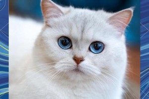 猫咪的正常体温是多少？（了解猫咪体温的重要性及常见体温异常。）
