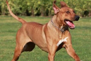 猎犬的牙齿需求与保健（为您解析猎犬牙齿健康的重要性及如何保护）