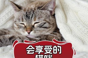 如何帮助受惊的猫咪增强勇气？（5个有效方法让你的猫咪变得更勇敢）