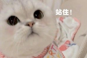 寻找猫咪的两天——探索它的踪迹（为何猫咪迟迟不归？失踪期间的潜在原因一览）