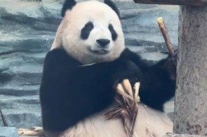 小仓鼠怀孕的神秘之色（揭开小仓鼠怀孕背后的颜色秘密）