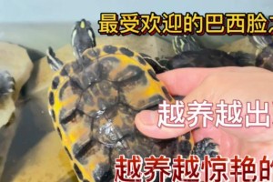 如何养出发色好看的火焰龟（探秘火焰龟发色的两大决定因素）