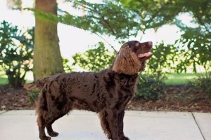 中华山地名猎——凉山猎犬的魅力