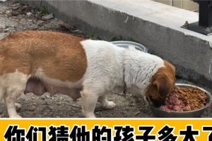狗生孩子需要多久？（了解狗繁殖周期及生产过程）