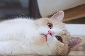 揭秘猫界最短寿命的六大品种（了解这六种猫，让我们更懂得珍惜生命）