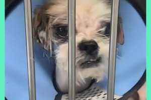 狗狗尿血的原因及处理方法（了解狗狗尿血的常见原因，保护它们的健康）