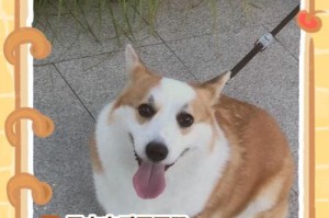 夏季是否需要给狗狗剃毛？（剃毛能否真正降低狗狗的体温？）