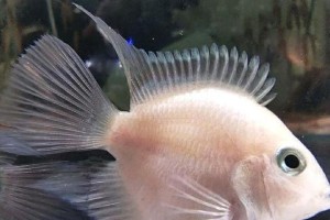 迷你鹦鹉鱼（小巧玲珑的宠物之选，了解迷你鹦鹉鱼的特点与养护）