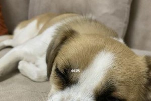 为什么狗害怕我，却还来找我？（探究狗对人类的行为恐惧和依赖的心理原因）