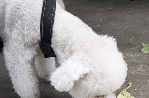 狗狗为何出门就趴下？（探究狗狗出门行为的原因和解决方法）