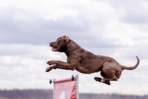 以比特幼犬喂什么时候最适合？（为您揭开比特幼犬喂养的窍门）