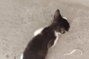 猫咪上完厕所的呼唤之声（探索猫咪上完厕所时发出的神秘叫声）