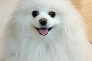 不足一个月的狗吃什么比较好（营养均衡，适合幼犬成长的食物选择）