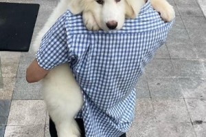 大白熊犬的饲养开销究竟有多少？（了解大白熊犬的饲养费用，为它们提供最佳生活条件）