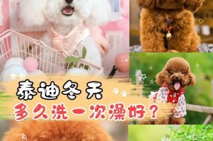 狗狗卫生裤的使用与更换频率（合理使用狗狗卫生裤，让宠物更健康）