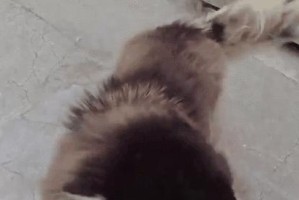 究竟什么品种的狗最掉毛？（揭秘狗狗掉毛的真相与解决方法）