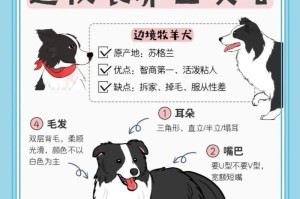 边牧犬（探寻边牧犬的特点与魅力，了解其成为饲养热门的原因）