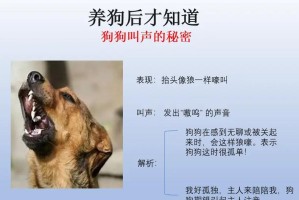 揭秘狗狗叫声的奥秘（解读不同叫声背后的含义，让你更了解你的狗狗）