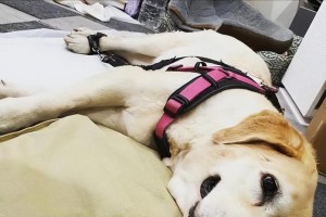 狗狗死亡症状的原因及预防措施（了解狗狗死亡症状，保护我们的毛绒朋友）