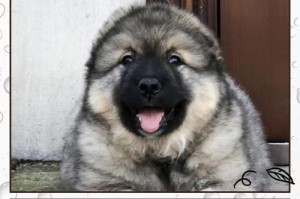 世界上最大的狗种盘点（六种巨型犬让你大开眼界）