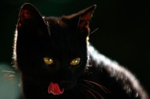 揭秘老一辈禁养“黑猫”的秘密（为何老一辈认为养黑猫是不吉利的？一场误解的背后）