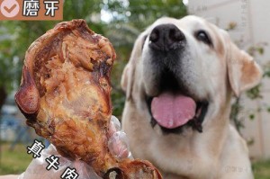 正确给狗炖牛骨棒的时间（狗狗饮食的关键是时间把控）
